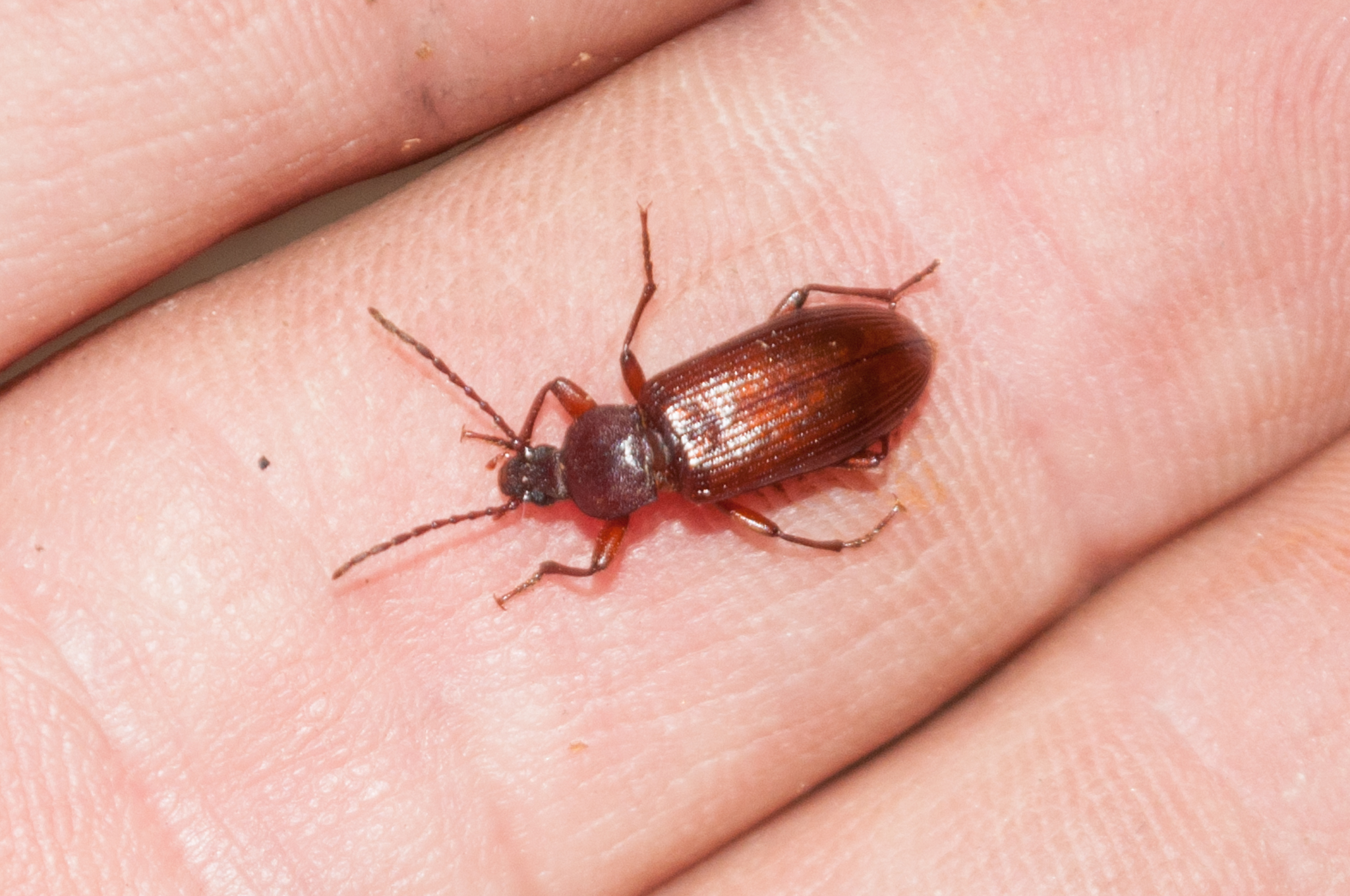 Oumatjie Cave Plettenberg Bay Tenebrionidae beetle (2)